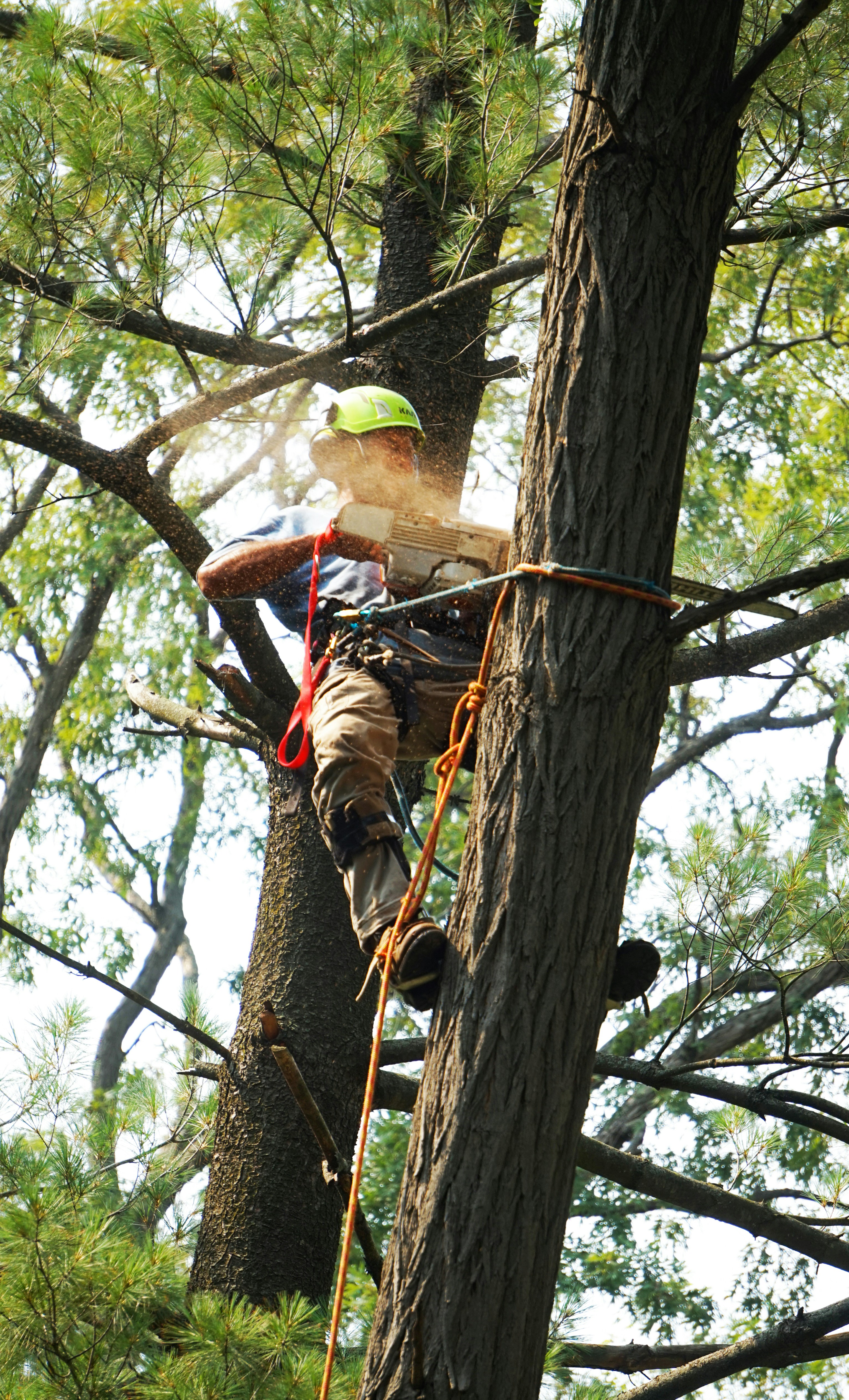 Arborist working on tree care services
